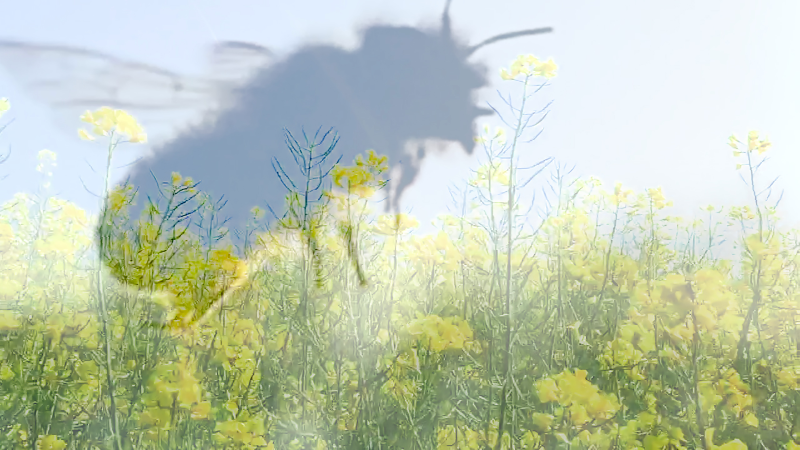 Neil Lang Bee Wars Episode II Clip 2 2019 Vidéo 3' 40'' Courtesy Galerie Odile Ouizeman // ART500 © Neil Lang