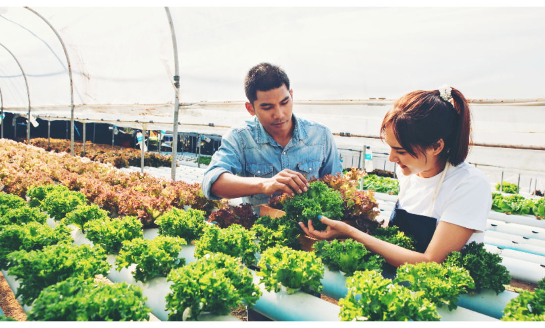 food feed greenhouse5