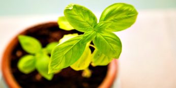 Help To Grow